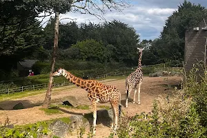 Belfast Zoo image