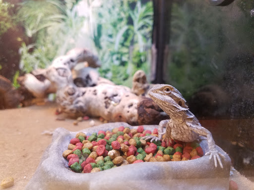 Pet Supply Store «PetSmart», reviews and photos, 1561 N Dysart Rd, Avondale, AZ 85323, USA