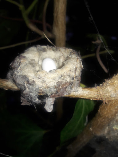 Coffee Shop «Starbucks», reviews and photos, 4555 Hopyard Rd c, Pleasanton, CA 94588, USA