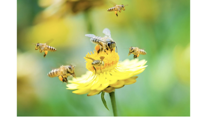 Association Printemps d'abeilles