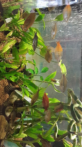 Pet Supply Store «Petco Animal Supplies», reviews and photos, 438 Southbridge St, Auburn, MA 01501, USA