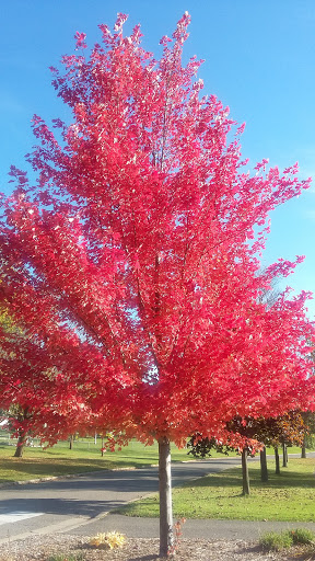 Park «Tanners Lake Park», reviews and photos, 400 Glenbrook Ave N, Oakdale, MN 55128, USA