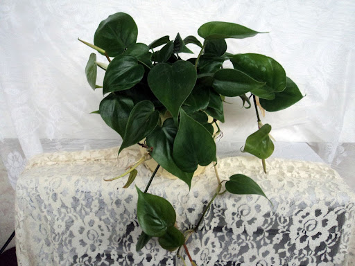 Florist «Davis Florist», reviews and photos, 4201 Locust Ln, Harrisburg, PA 17109, USA