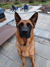 Canine Training Camp - Photo 4 - Car repair in Appleton, WI, Appleton