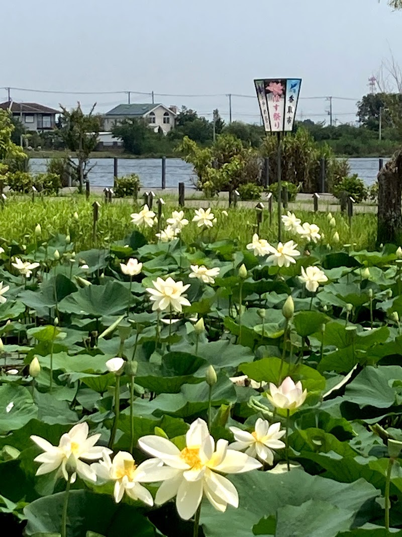 ハス回廊（水郷佐原あやめパーク）