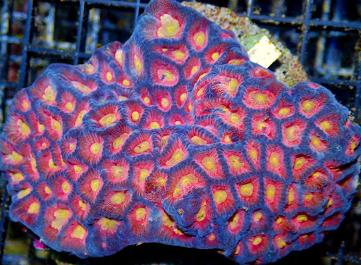 Pet Supply Store «Pacific East Aquaculture», reviews and photos, 107 School St, Mardela Springs, MD 21837, USA