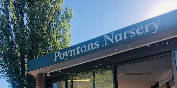 Poyntons Nursery