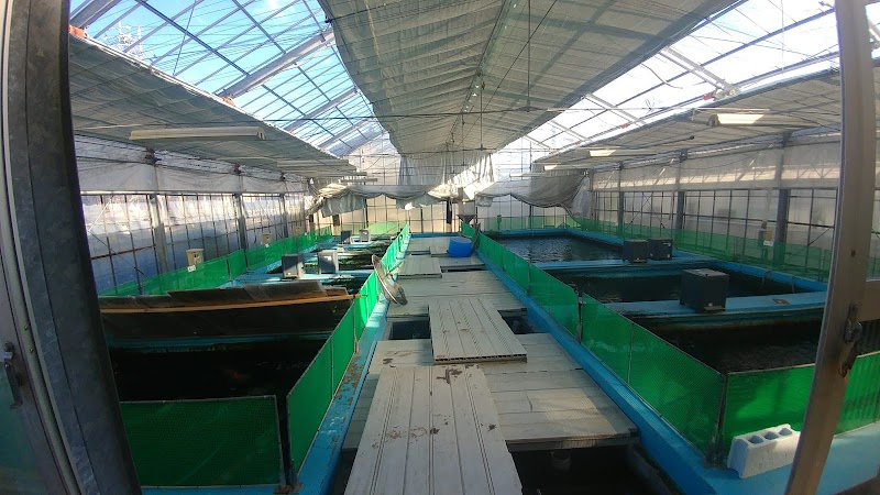 Kondo Fish Farm