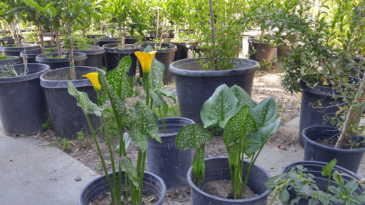 Grocery Store «Diamond Fresh Farmers Market», reviews and photos, 21168 Golden Springs Dr, Walnut, CA 91789, USA