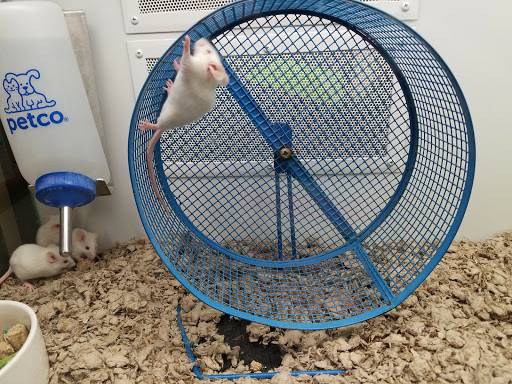 Pet Supply Store «Petco Animal Supplies», reviews and photos, 45205 Worth Ave, California, MD 20619, USA