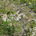 Photo n° 45 de l'avis de Grij.I fait le 02/06/2023 à 12:21 pour Via Ferrata - Cascade - Alpe Grand Serre à La Morte