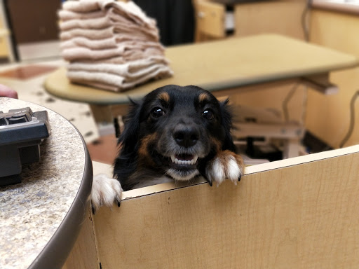 Pet Supply Store «PetSmart», reviews and photos, 1116 S Rochester Rd, Rochester Hills, MI 48307, USA