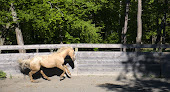 Cheval Appaloosa : Ferme équestre du Pont-de-Frappe / Gap Forest-Saint-Julien