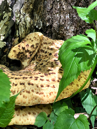 Gift Shop «Pondering Creations Farm», reviews and photos, 101 Allen St, Terryville, CT 06786, USA