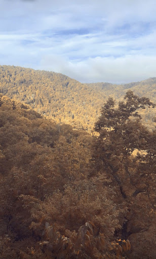 Tourist Attraction «The Gorge - A Zipline Canopy Tour», reviews and photos, 166 Honey Bee Dr, Saluda, NC 28773, USA