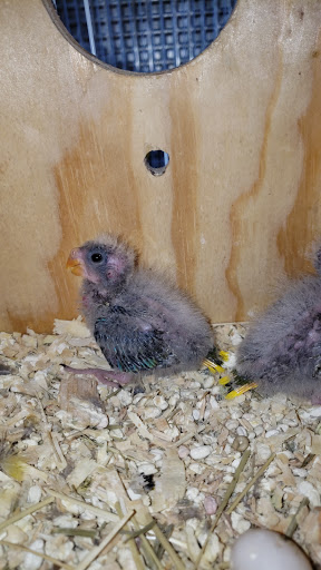 Bird Shop «Gallegos Pet Shop», reviews and photos, 3131 W 80th St, Hialeah, FL 33018, USA