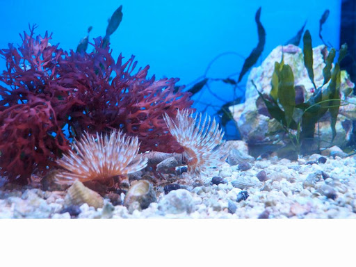 Pet Store «Species Pet Supply», reviews and photos, 1935 W Brandon Blvd, Brandon, FL 33511, USA