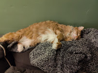 Veterinary Emergency & Specialty Hospital (VESH) - Photo 2 - Car repair in West Springfield, MA, Springfield