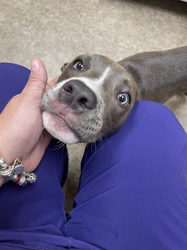 Byron Pet Clinic image