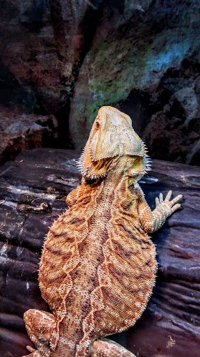 Pet Store «Suncoast Pets», reviews and photos, 7117 US-98, Panama City Beach, FL 32407, USA