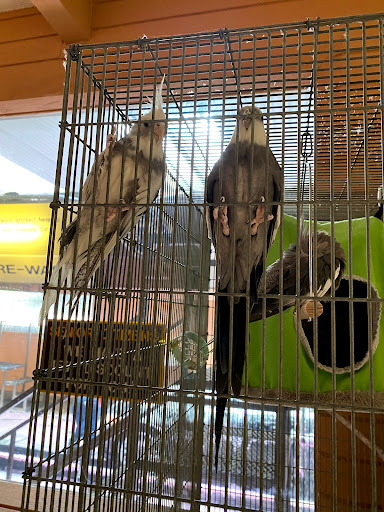 Car Wash «Alamo Hand Car Wash», reviews and photos, 784 Nogales St, Walnut, CA 91789, USA