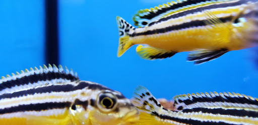 Pet Supply Store «Petco Animal Supplies», reviews and photos, 300 Hylan Dr, Rochester, NY 14623, USA