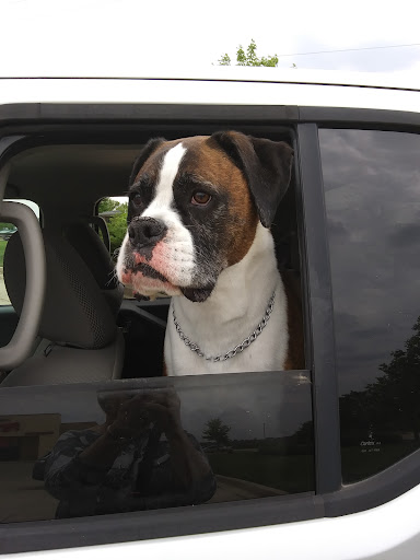 Pet Supply Store «PetSmart», reviews and photos, 3210 E Lynn Blvd, Sterling, IL 61081, USA