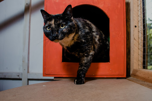 Adiestradores de gatos en Cali