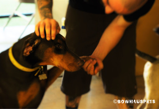 Dog Day Care Center «The Bowhaus Pet Company», reviews and photos, 2472 E Colorado Blvd, Pasadena, CA 91107, USA