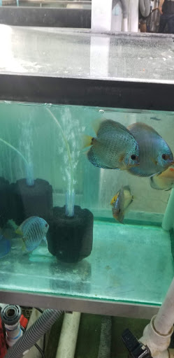 Tropical Fish Store «Jack Wattley Discus», reviews and photos, 6944 NE 4th Ave, Miami, FL 33138, USA