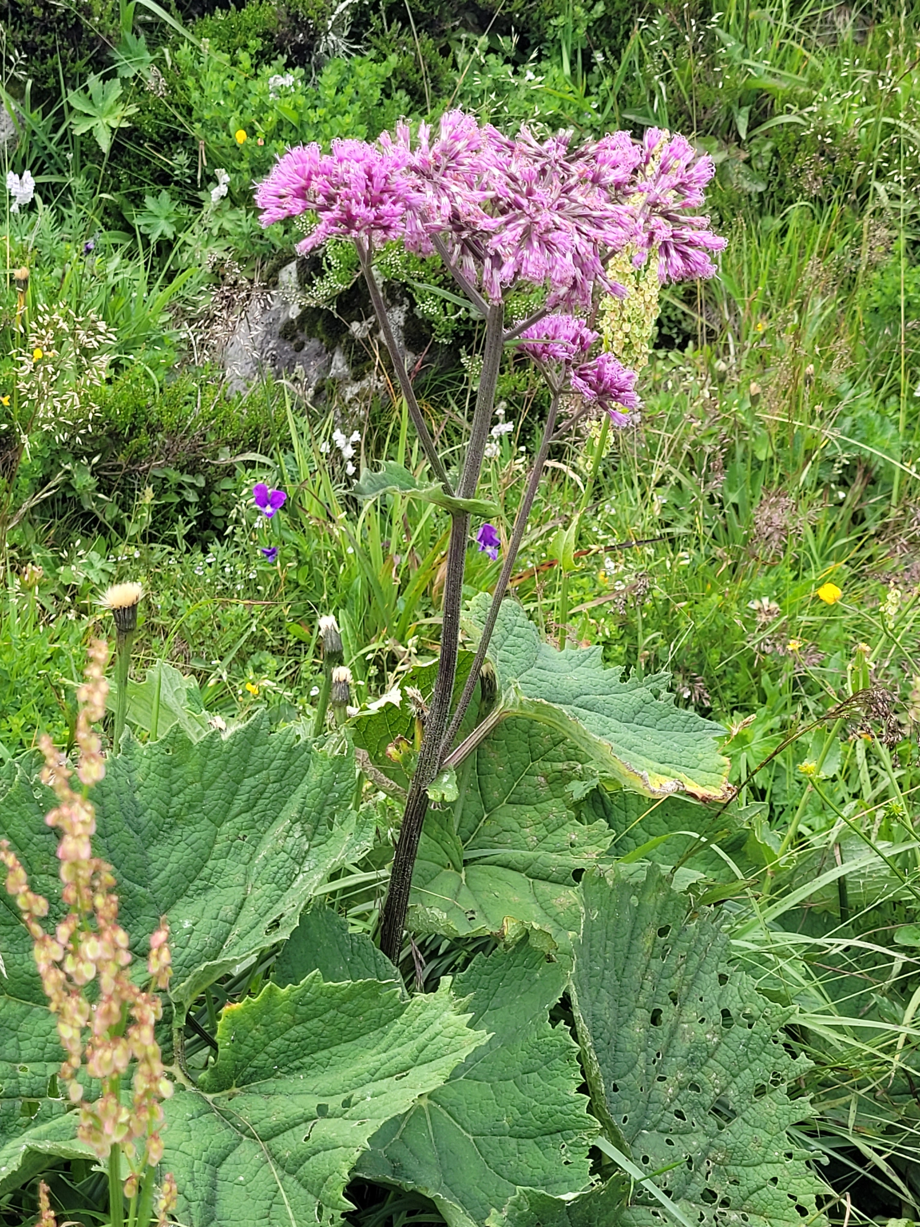 Photo n° 9 de l'avis de Anne.a fait le 26/07/2023 à 16:25