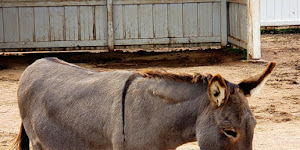 Old MacDonald's Farm