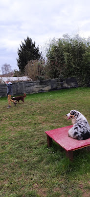 ÉDUC' ET MON CHIEN 89 à La Celle-Saint-Cyr