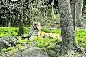 Tiger Mountain at Bronx Zoo image