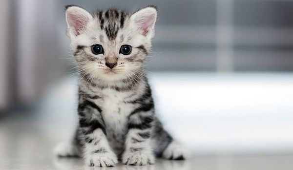 Radius-Vet Kft. - Dunaújváros