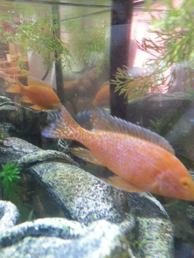 Tropical Fish Store «Fish Finatics», reviews and photos, 7037 Manlius Center Rd, East Syracuse, NY 13057, USA