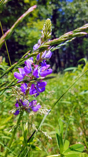 Nature Preserve «Centennial Woods Natural Area», reviews and photos, I-89, Burlington, VT 05401, USA
