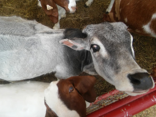 Fairground «Wayne County Fairgrounds», reviews and photos, 861 Salisbury Rd, Richmond, IN 47374, USA