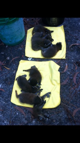 Pest Control Service «Attic Kings», reviews and photos