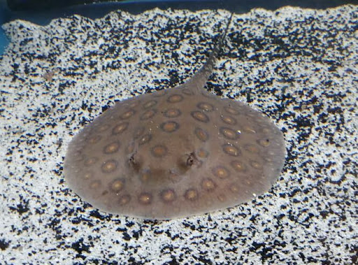 Pet Supply Store «Milwaukee Aquatics», reviews and photos, 3946 S Howell Ave, Milwaukee, WI 53207, USA