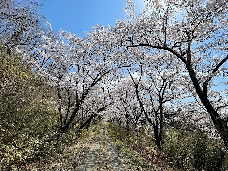 三峰山桜街道