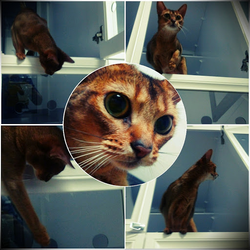 CatsHotel - Гостиница для кошек киев