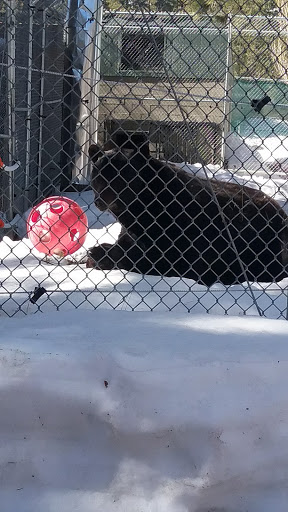 Big Bear Alpine Zoo image