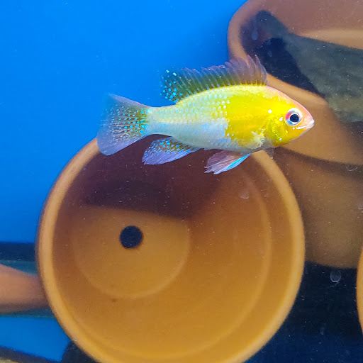 Tropical Fish Store «Sunset Pet & Supplies», reviews and photos, 1373 Sunset Blvd, Los Angeles, CA 90026, USA