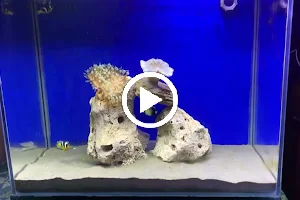 Coral aquarium image