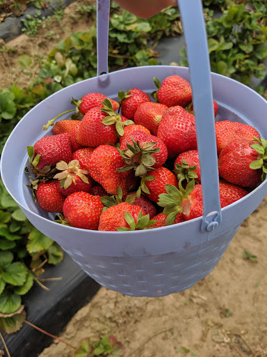 Produce Market «Boones Ferry Berry Farms», reviews and photos, 19602 NE Boones Ferry Rd, Hubbard, OR 97032, USA