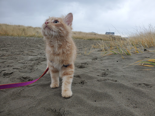 Pet Supply Store «Beach Puppy», reviews and photos, 614 Broadway St, Seaside, OR 97138, USA