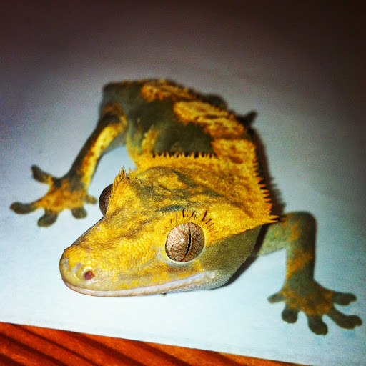 Pet Store «Pets World», reviews and photos, 147 Bridge St, Weymouth, MA 02191, USA