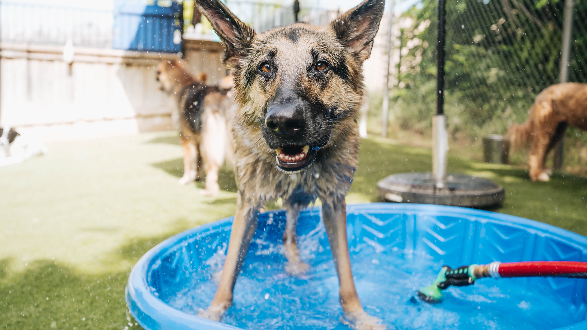 Social Pack Dogs