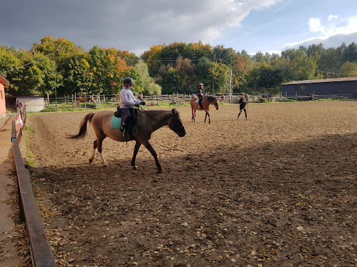 Lekcje jazdy konnej Katowice